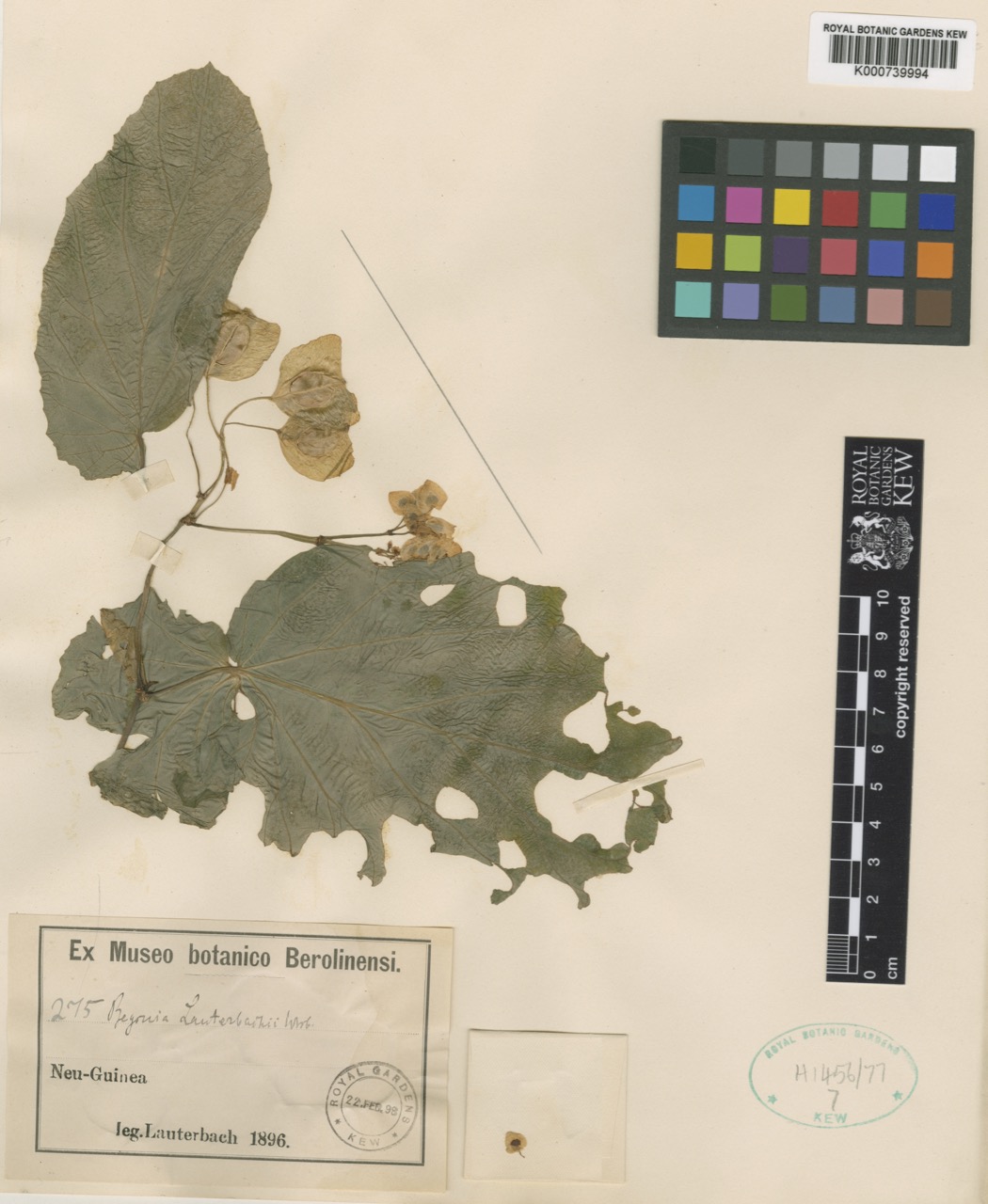 B. lauterbachii f. lauterbachii